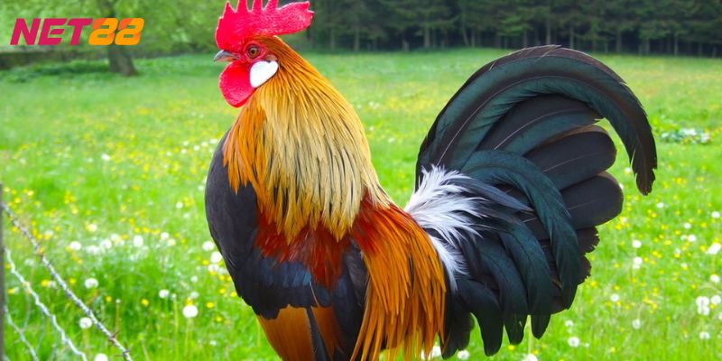 mơ thấy gà đánh con gì mơ thấy gà đánh con gì