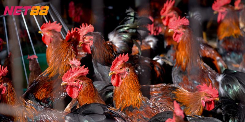 mơ thấy gà đánh con gì mơ thấy gà đánh con gì