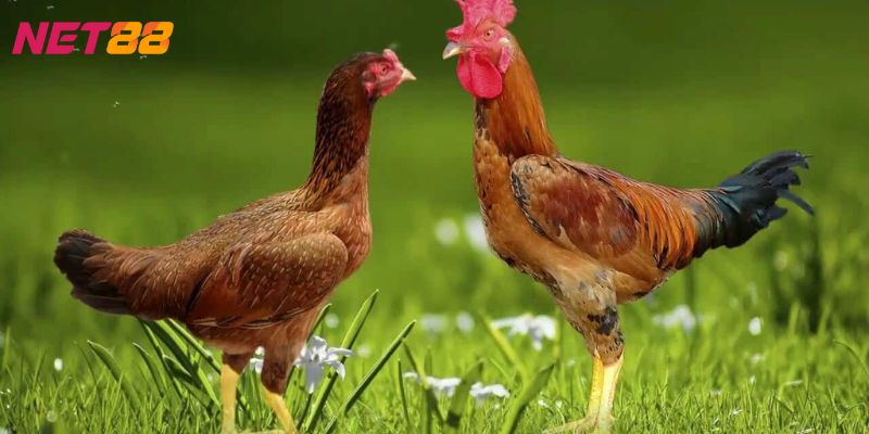 Mơ thấy Gà đánh con gì? Giải mã điềm báo của giấc mơ thấy gà 2 mơ thấy gà đánh con gì