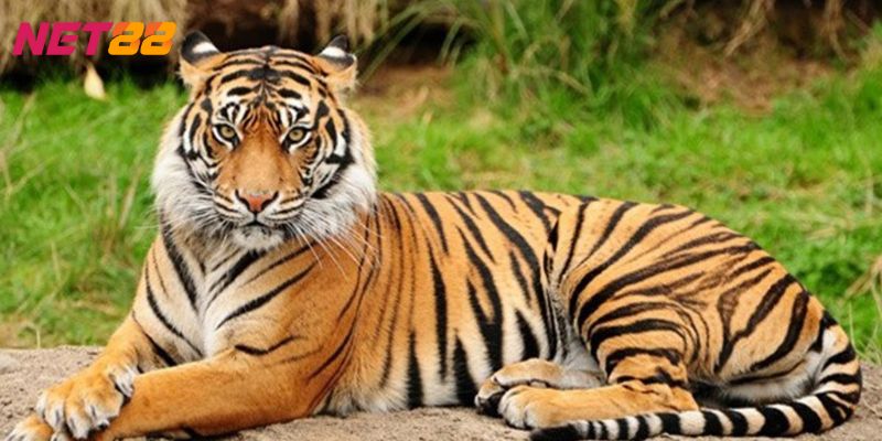 Mơ thấy hổ đánh con gì Mơ thấy hổ đánh con gì