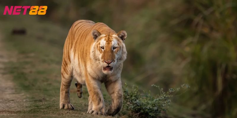 Mơ thấy hổ đánh con gì Mơ thấy hổ đánh con gì