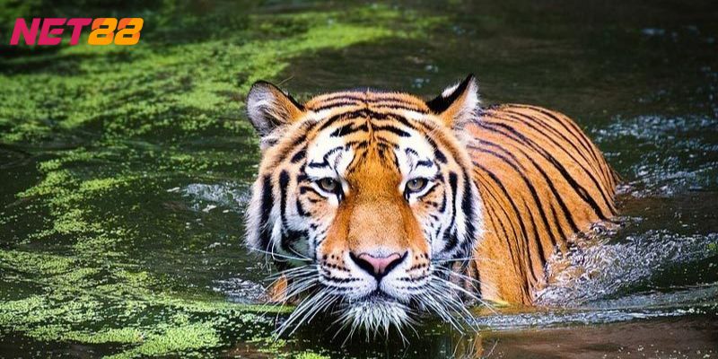 Mơ thấy Hổ đánh con gì? Giải mã ý nghĩa giấc mơ từ A đến Z 1 Mơ thấy hổ đánh con gì